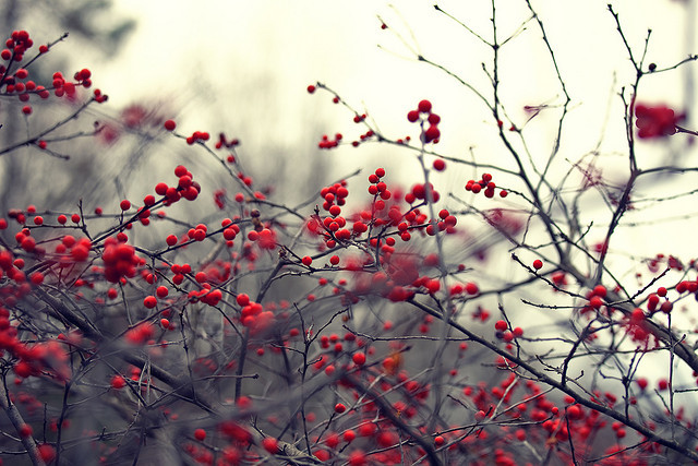 gravitationalbeauty:  Winter Color by Brandon Christopher Warren  
