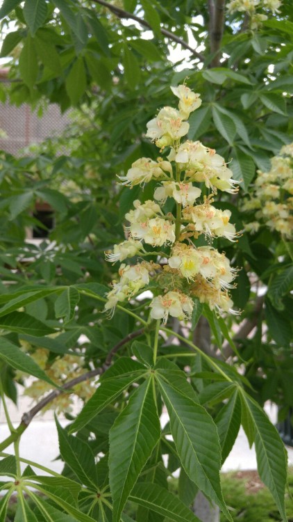 Aesculus glabra is in the family Sapindaceae. Commonly known as Ohio buckeye, it is native to the mi