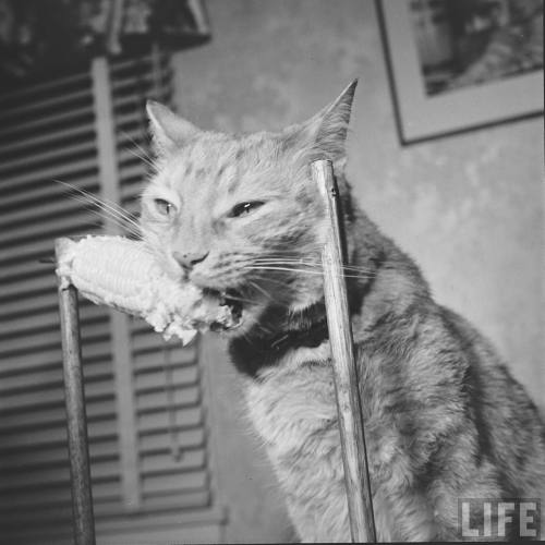 vintageeveryday:Cat eating corn-on-the-cob, 1951. Photos taken by Allan Grant for LIFE magazine.