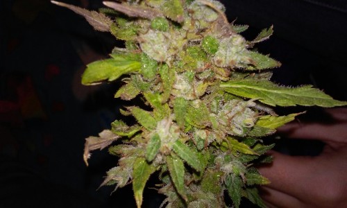 theprettylittlestoner:  Ozs on ozs