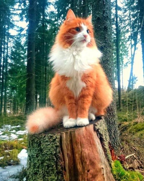 cutekittensarefun:Majestic Forest Cat
