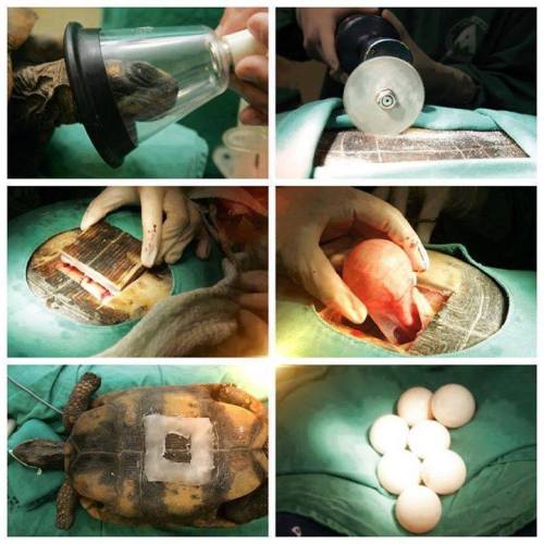 conservationbiologist:by I fucking love science When keepers at the Chengu City Zoo in China noticed their turtle wasn’t feeling well, they x-rayed her and discovered that 14 eggs had been caught in her birth canal. An emergency c-section was performed