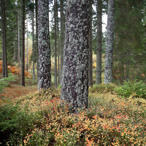 Ground Colour by PeterYoung1 on Flickr.