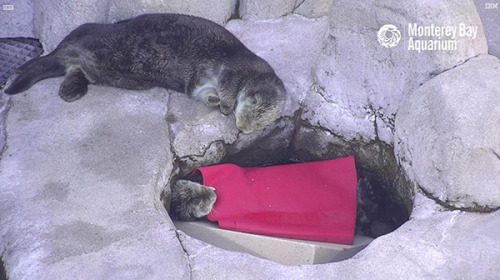 dailyotter - Sea Otter Tucked Herself in for a Nap Next to a...