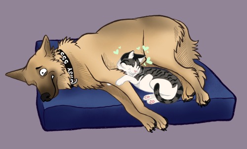 My Brothers Cat Is Always Trying To Cuddle With His German Shepherd, Whos Always Uncomfortable With The