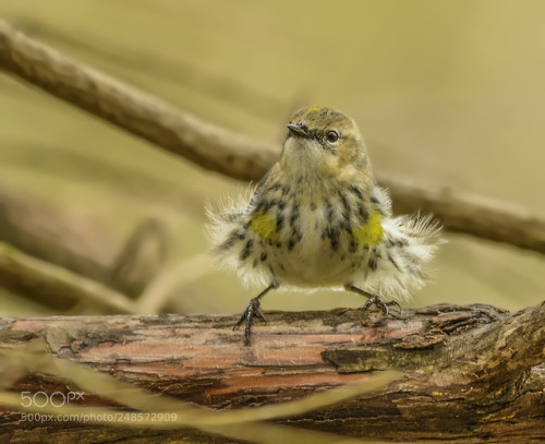 superbnature:Yellow-rumped “Marilyn” Warbler by vinikrish http://ift.tt/2Hh4In2