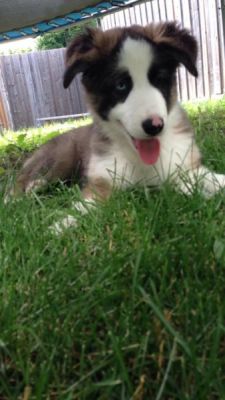 feliscanis:  found this puppy on kijiji, listed as husky/gsd. super cute.