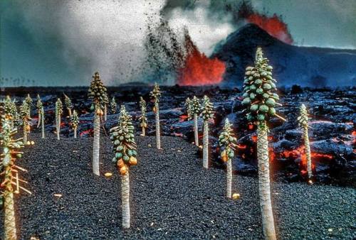 typhlonectes:1960 Kīlauea eruption innundating papaya field near Kapoho with tephra and pāhoehoe, Ha