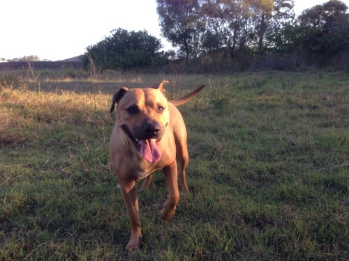 handsomedogs:  This is Katie, my APBT mix