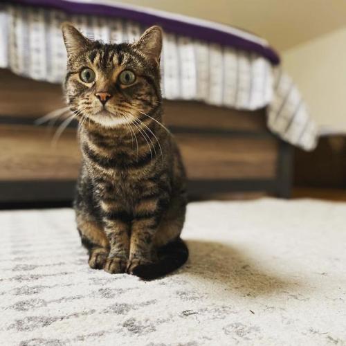 supermodelcats:Our perfect little Chalupa
