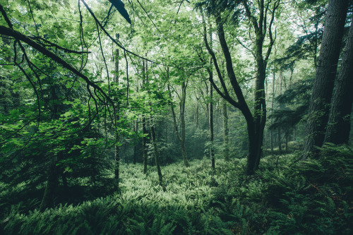 furstyphoto:A Walk Through The Woods