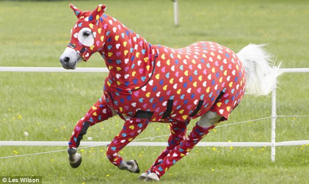 cimness:  end0skeletal:  Here are some horses (and a pony) wearing pajamas to brighten