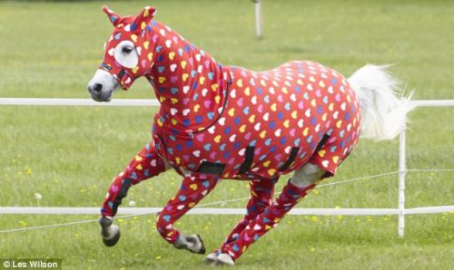 cimness:  end0skeletal:  Here are some horses (and a pony) wearing pajamas to brighten your day.  ME, very seriously: WE HAVE TO GET A HORSE AND SOME PAJAMAS. 