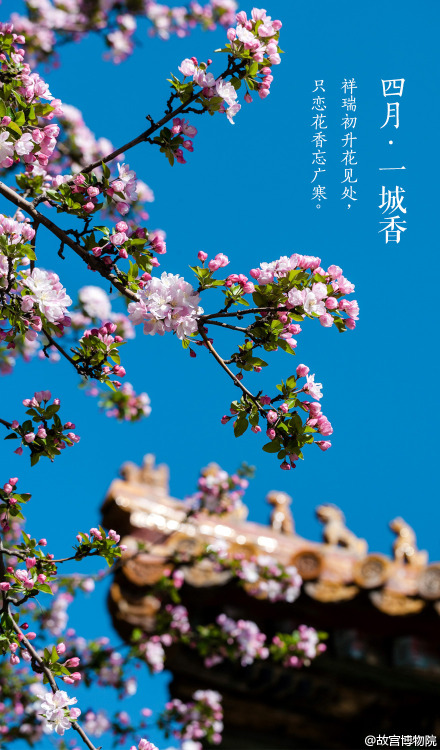 April, spring, chinese small apple blossoms, the Forbidden City. By 故宫博物院.