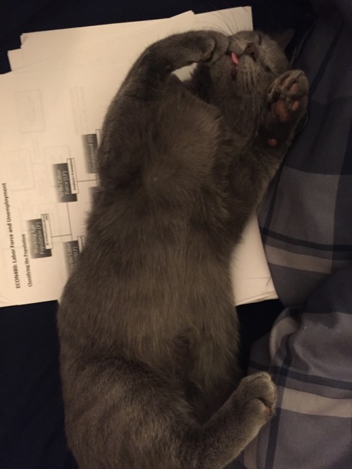 unflatteringcatselfies:  This is Ghost! He’s obsessed with licking people’s noses and going on walks! 