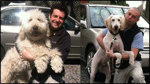 pleatedjeans:  18 Dogs That Got Appearance-Altering Haircuts 