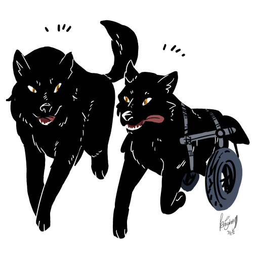 lesnormaux:Doggie wheels tho