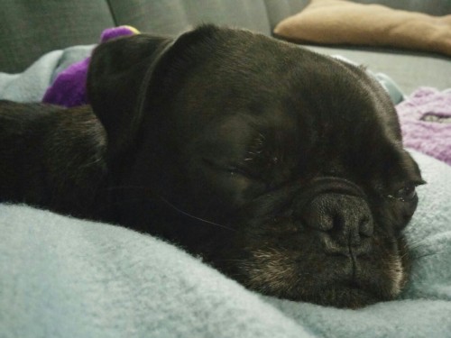 Sleepy boy nestled in the crook of my knee.