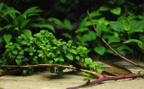 blackwaterbubbles:  African River biotope by Eugeniy Lukyanchikov