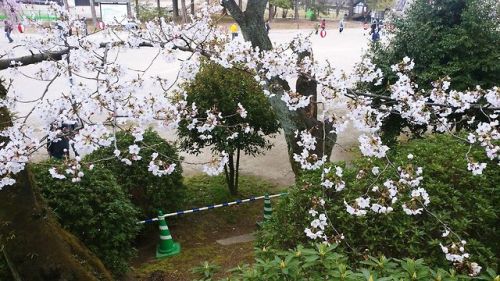 My brother is in Japan for the first time and he sent me a bunch of photos of the cherry blossoms he