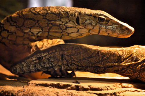 reptilesrevolution:  Perentie Monitor Lizards adult photos
