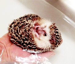 dailyanimals:  [x]