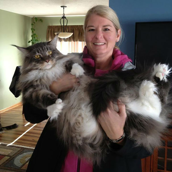 kittehkats:  My Cat Can Kick Your Dog’s Ass!   Seriously.  Amazing Maine Coon