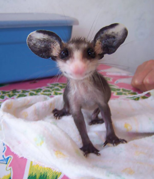 boredpanda:    Awesome Possums And Opossums   