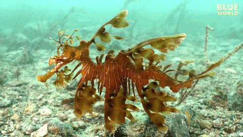 seafolklore: Leafy Seadragons of South Australia