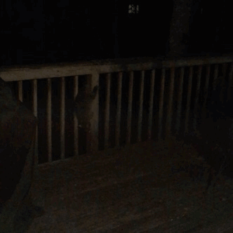 We had a little friend visit the other night. This raccoon was very skittish and ran away as soon as