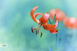 morethanphotography:  Amabile lily by TigerSeo