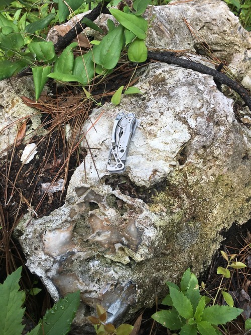 Summer Fieldwork 2018- Suwannee chert outcrop in northwest Florida. I will be sampling this location