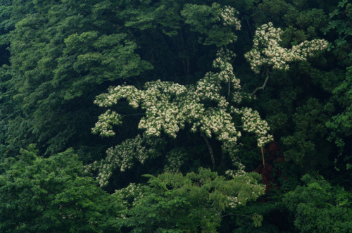 Kumano-mizuki flower by Kiyoshi YAMATODANI