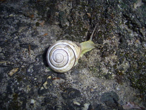 fuckingconversations:Snail Appreciation Post