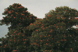 unrar:    Scarlet Ibis (Eudocimus ruber) flock roosting, Mitsuaki Iwago. 