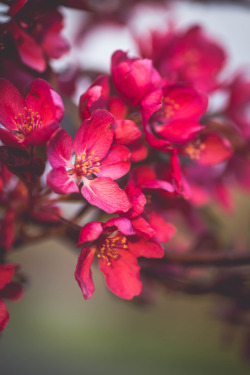 autumncamera:Crabapples