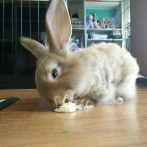 She was so happy with her banana the other day. #apricotjambun #angorarabbit #angora #rabbitsofinsta