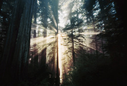 gloriousmayhem:  and the light comes in here, morning my dear by manyfires on Flickr. 