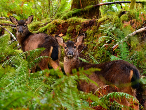 zooophagous: thingswithantlers: Different color morphs of deer 1) A pair of very dark colored sitka 