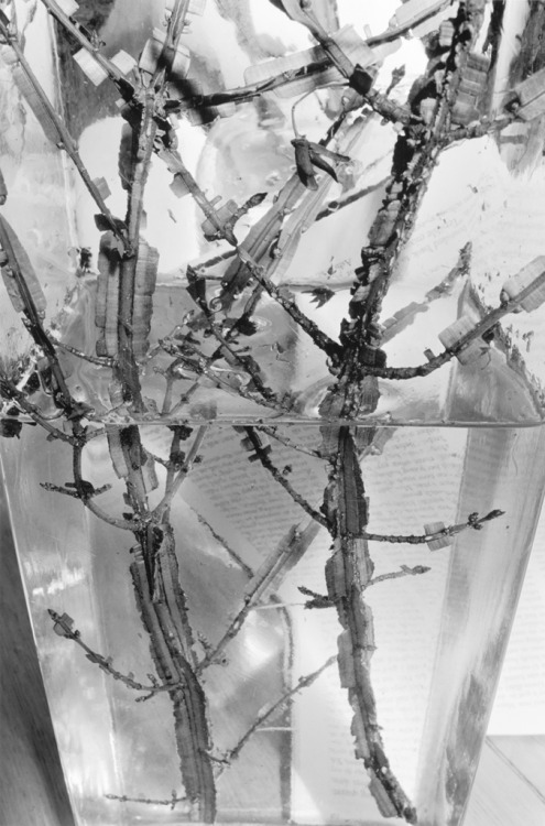 Stems, 1994-1999Lee Friedlander