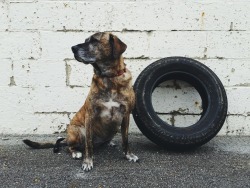 handsomedogs:  Koda the Plott-Lab mix