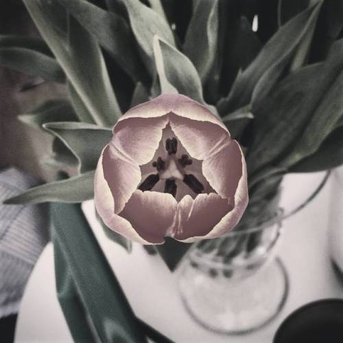 #geometry #geometria #tulipán #flower #spring (en Praza de Azcárraga)
