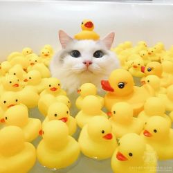 catsofinstagram:  From @baron.0723: “. 大変にゃー‼︎ アヒルさんまみれにゃー🐥” #catsofinstagram [source: https://ift.tt/2NgmvkJ ]