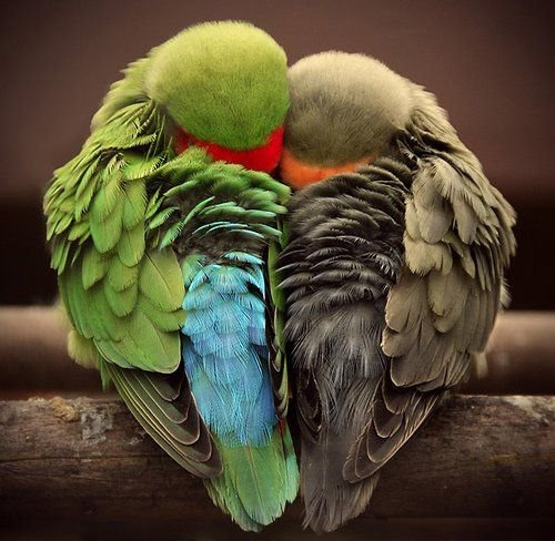 funnywildlife:  cute animal by HAPPY CNM on Flickr.