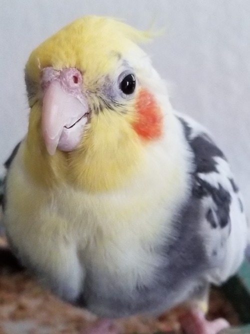 lumpofbird:Some close-ups of this very good boy with his one (1) eyebrow and whiskers