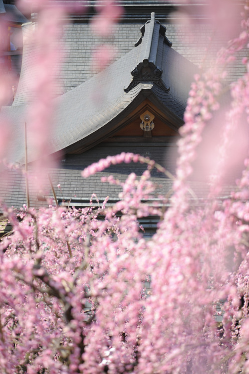 20140316 Oagata Shrine 1 by Bong GritVia Flickr:大縣神社のしだれ梅を撮ってきました。ちょうど満開。@Oagata shrine, Inuyama, Ai