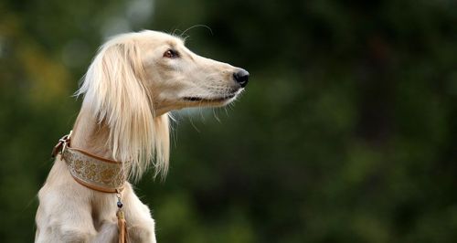 The Saluki is considered to be one of the oldest dog breeds in existence, thought to be the type of 