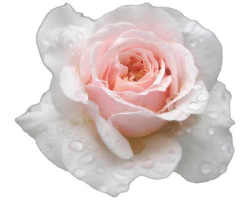 Sex transparent-flowers:  White Rose.  pictures
