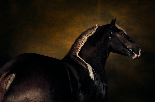 transperceneige: © Yann-Arthus Bertrand« Breton stallion. Manvers, 3-year-old, owned by André Moussa