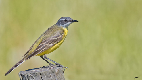 blogbirdfeather:Yellow Wagtail - Alvéola-amarela (Motacilla flava)Vila Franca de Xira/Portugal (5/05